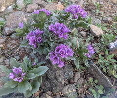 Physochlaina physaloides
