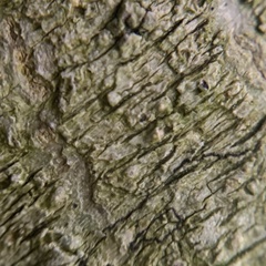 Pertusaria texana
