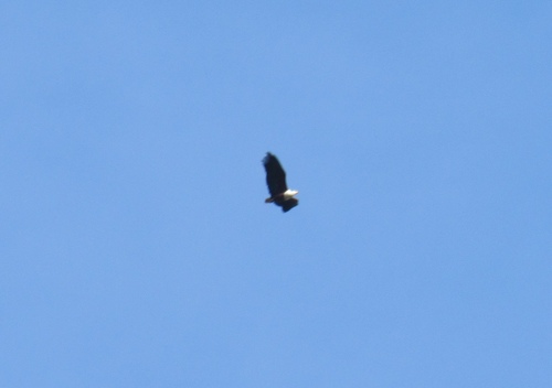 iNaturalist image