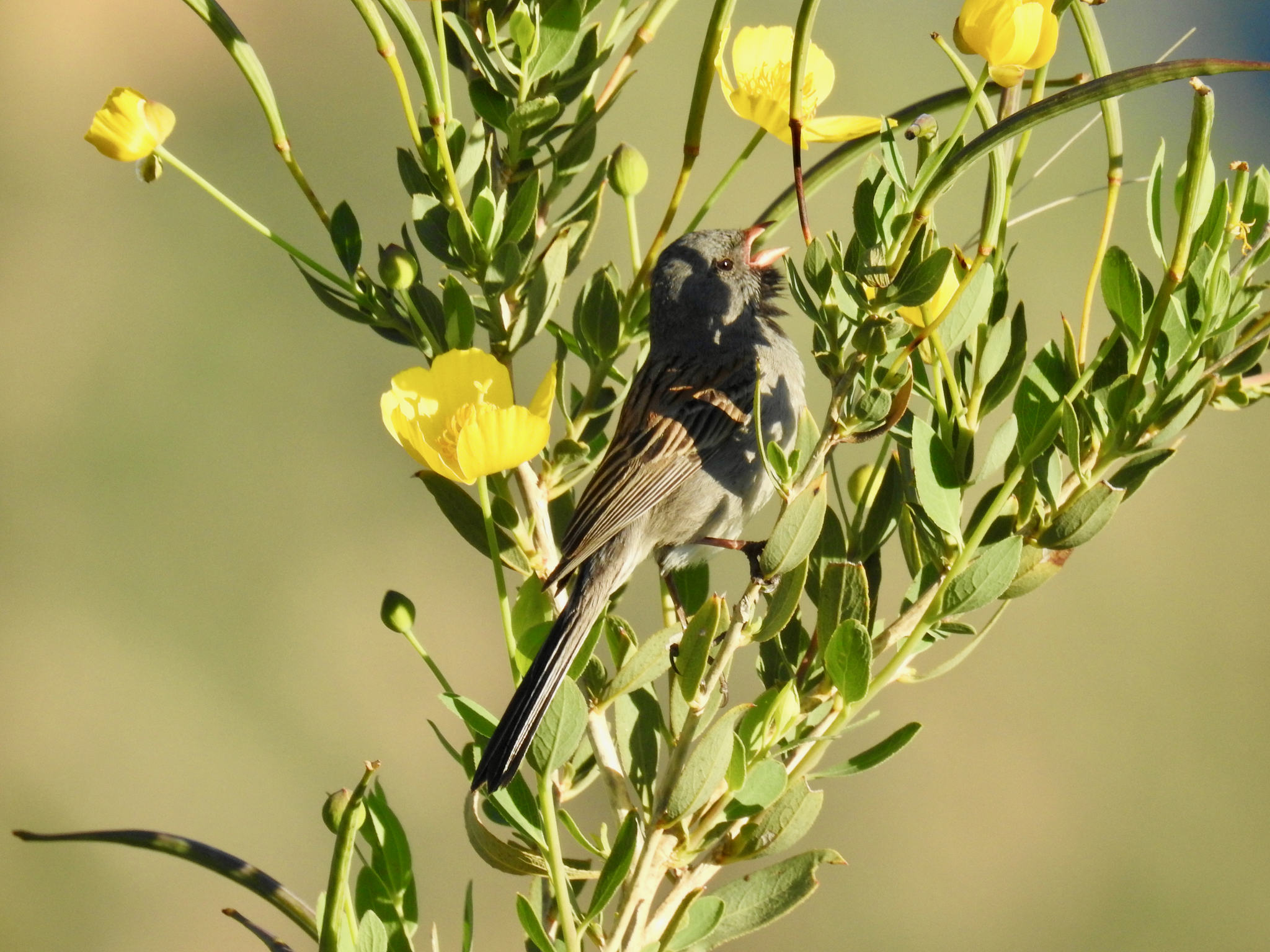 Black-chinned Sparrow illustration