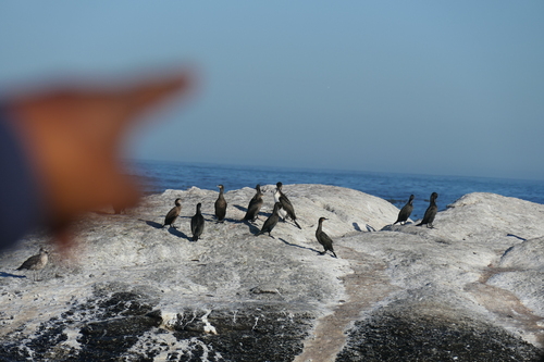 iNaturalist image