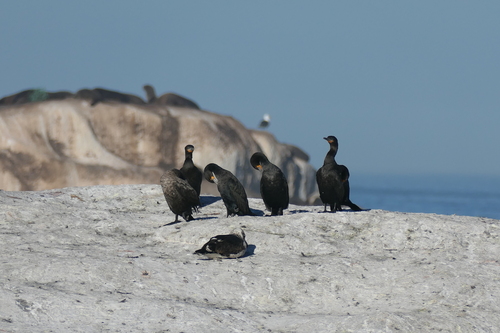 iNaturalist image