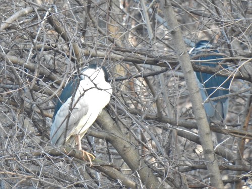 Black-crowned Night Heron photographed in Minnesota