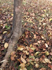 Mitragyna parvifolia