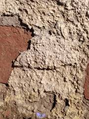 Leptotes cassius cassius