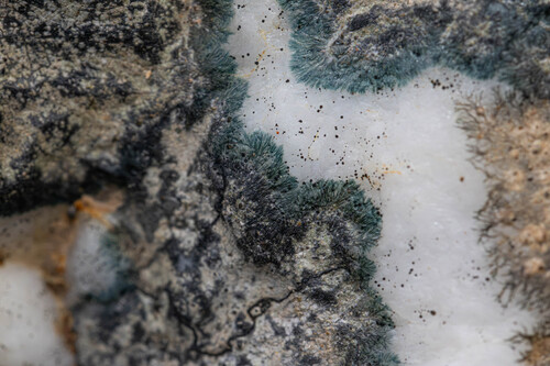 Blackthread Lichen