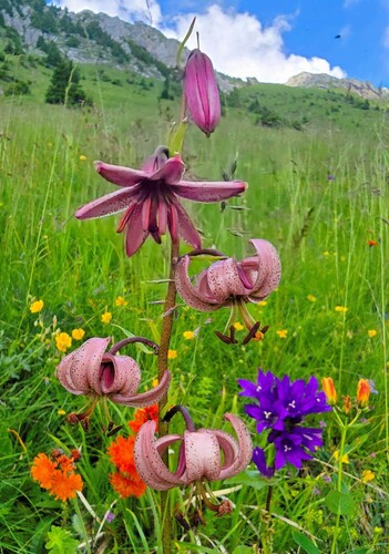 Martagon Lily