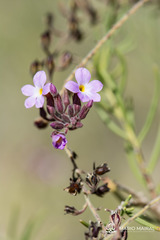 Campylanthus salsoloides