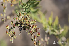 Campylanthus salsoloides