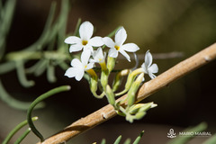 Campylanthus salsoloides