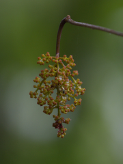 Ampelopsis latifolia (Ampelocissus latifolia)