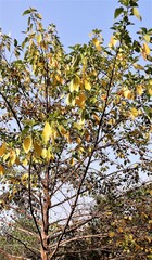 Mitragyna parvifolia