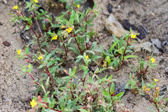 Camissoniopsis lewisii