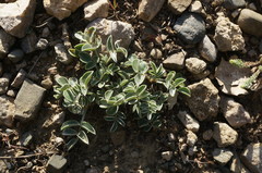 Hedysarum candidum