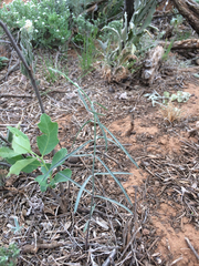 Funastrum crispum
