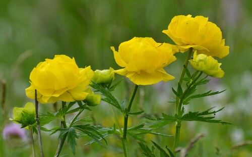 European Globeflower