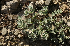 Hedysarum candidum