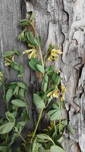 Lotus strictus