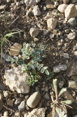 Hedysarum candidum