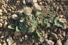 Hedysarum candidum