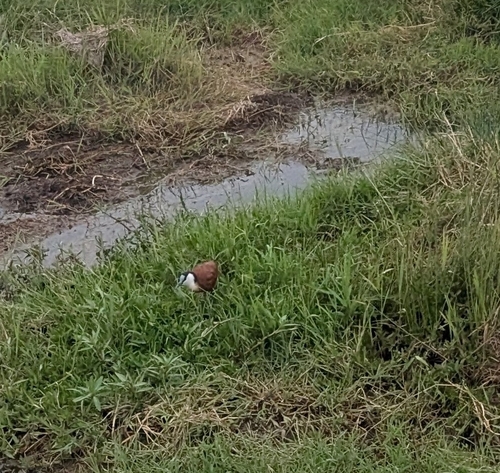 iNaturalist: (c) Kayla, some rights reserved (CC BY-NC), uploaded by Kayla iNaturalist image