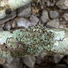 Physcia pumilior