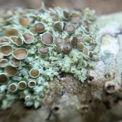 Physcia pumilior