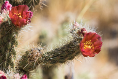 Cylindropuntia wolfii