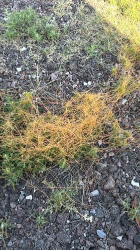 pretty dodder