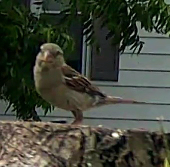 House Sparrow