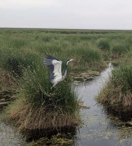 iNaturalist image