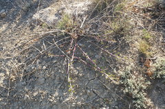 Capparis spinosa herbacea