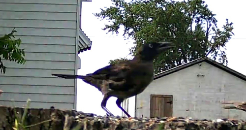 Common Grackle