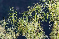 Heliotropium messerschmidioides