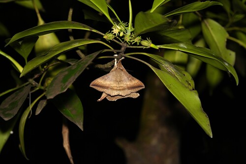 Bruguiera cylindrica observed 2026-07-19