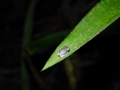 Osteocephalus oophagus