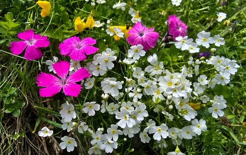 Milkwhite rock jasmine