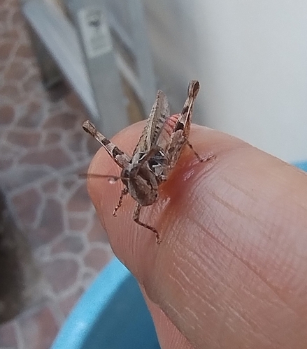 Texas Range Grasshopper
