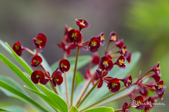 Euphorbia atropurpurea