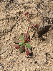 Centrostegia thurberi