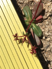 Centrostegia thurberi