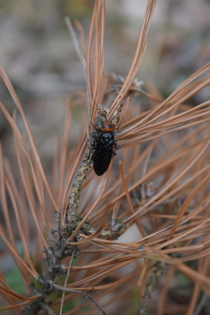 Pine False Webworm