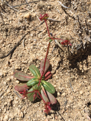Centrostegia thurberi