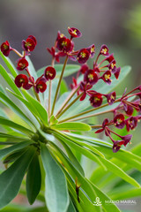 Euphorbia atropurpurea