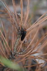Acantholyda erythrocephala