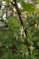 Ribes curvatum