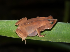 Rhinella proboscidea