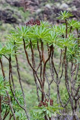 Euphorbia atropurpurea