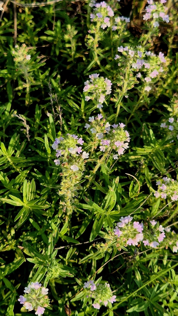 Thymus stepposus