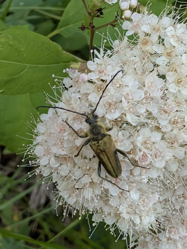 Yellow Velvet Beetle